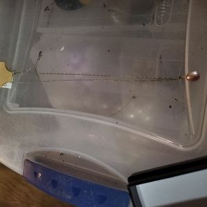 Ladies Fresh Water Pearl 14 karat gold necklace